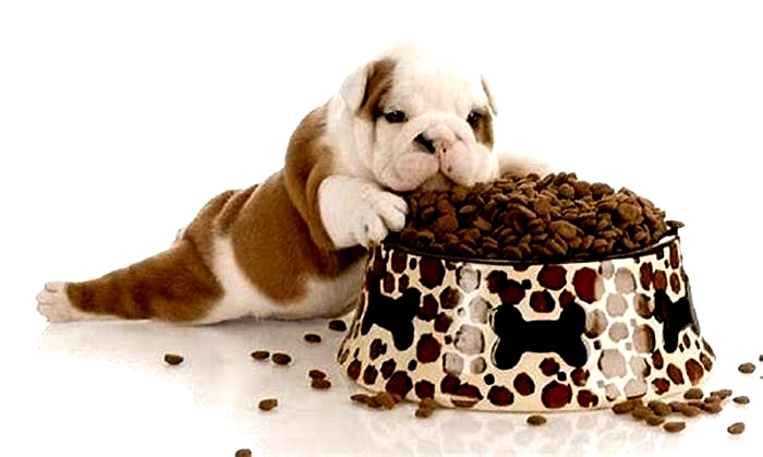 best dog food in puppies