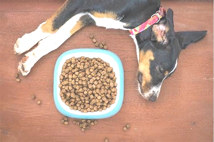 best dog food kibble for dogs