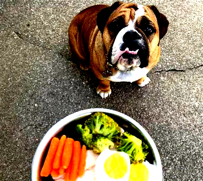 best food for english bulldog puppies