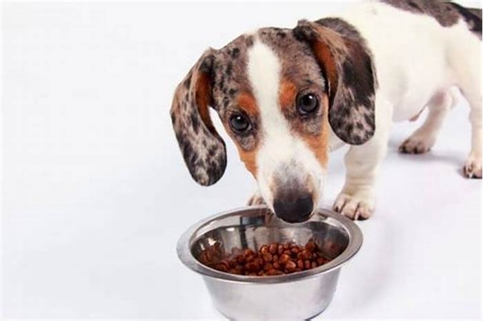 best food for puppy dachshund