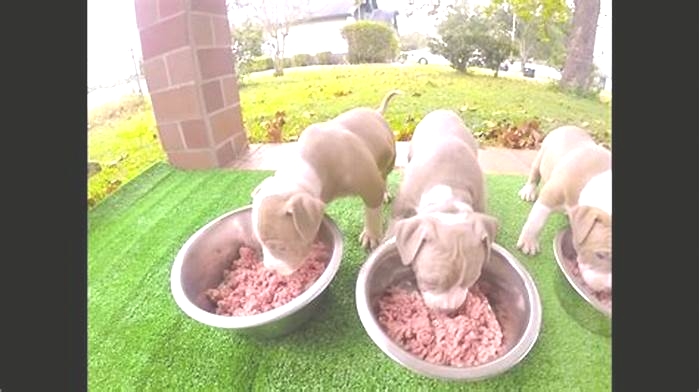 best food for puppy xl bully