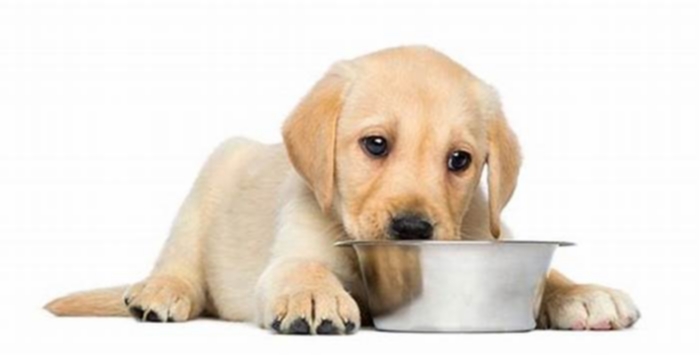 best healthy dog food for puppies