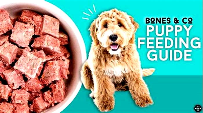 best kind of dog food for puppies