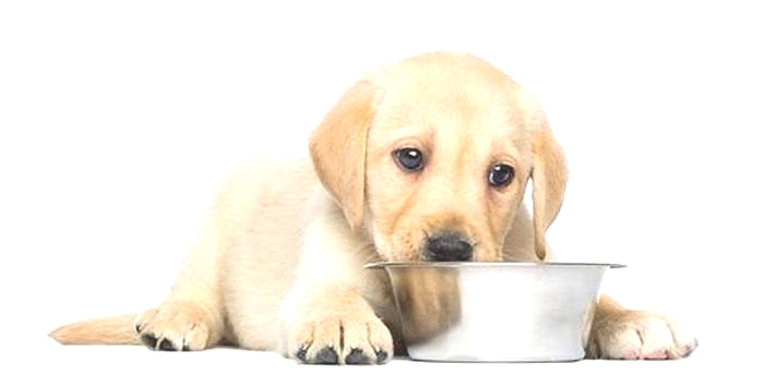 best quality dog food for puppies