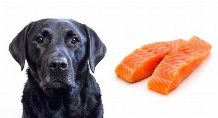 can dogs be allergic to salmon dog food