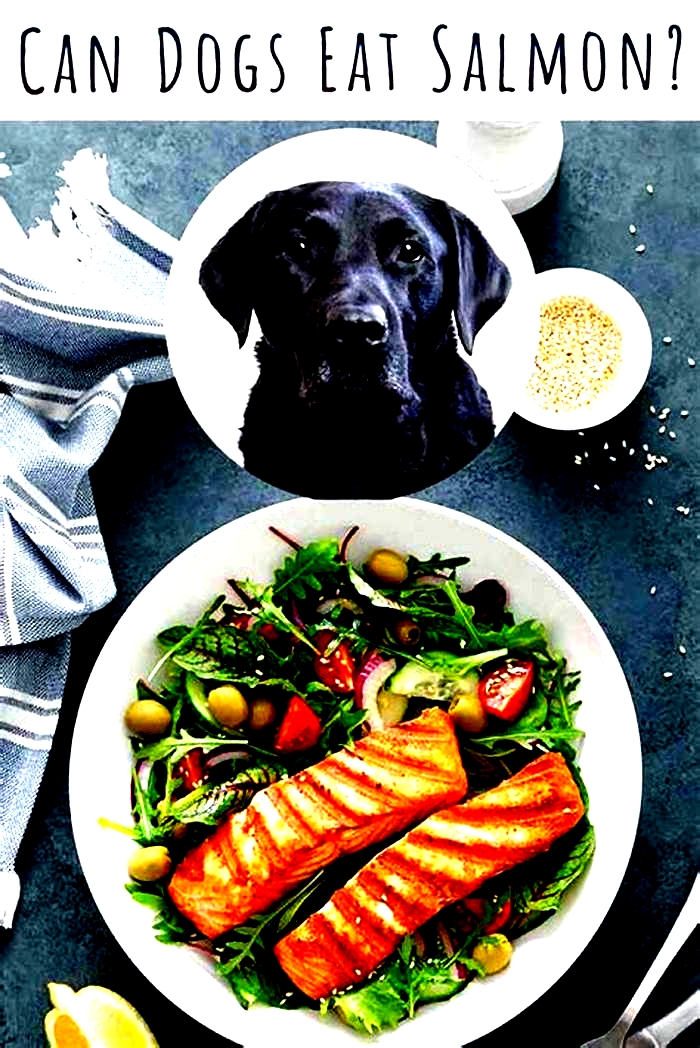 can i feed a dog salmon