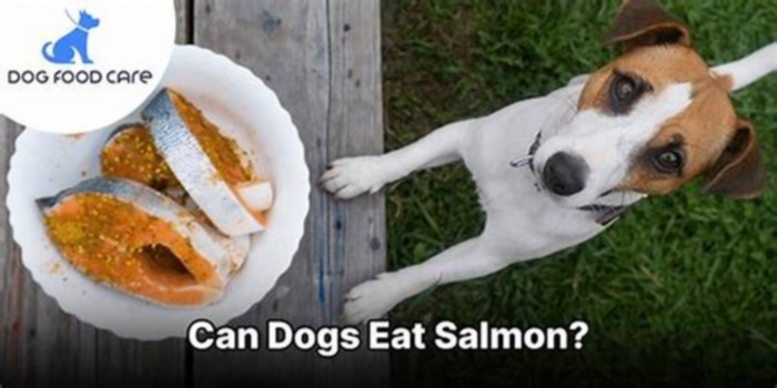 can salmon dog food upset dogs stomach