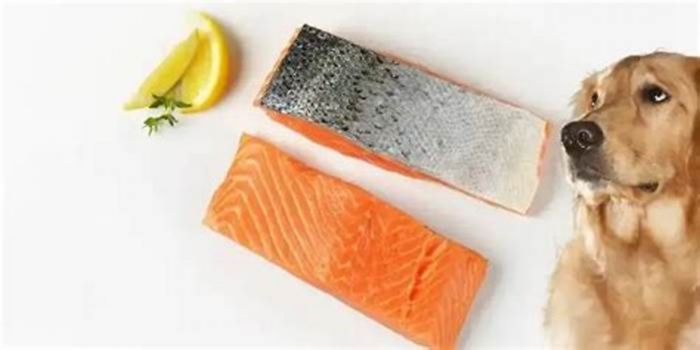 can you feed dog salmon skin