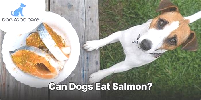 does salmon dog food cause gas