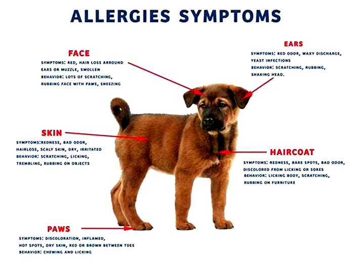 does salmon dog food help with allergies