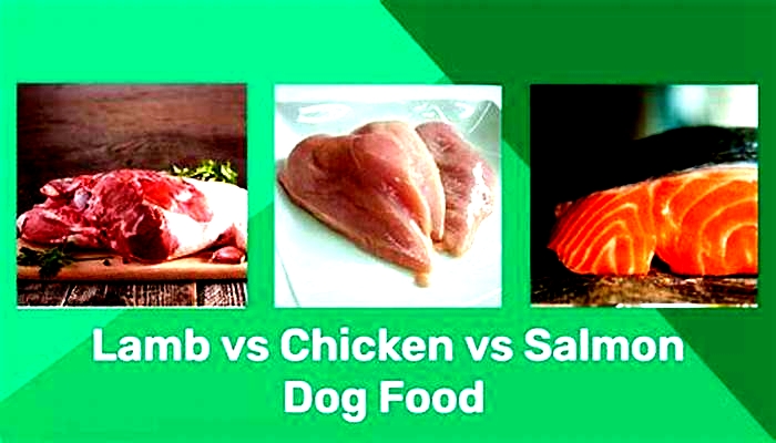 dog food salmon vs lamb