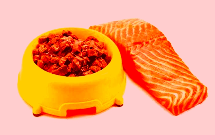 Elevating Your Dog's Health with Salmon-Based Meal Plans