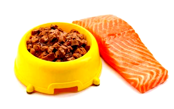 Elevating Your Dog s Nutrition with Salmon Enriched Meals