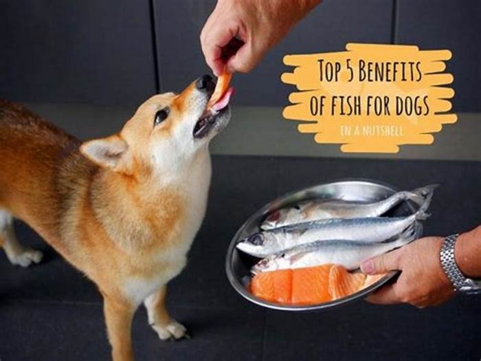 Enhancing Your Dog's Health with Fish-Infused Diets