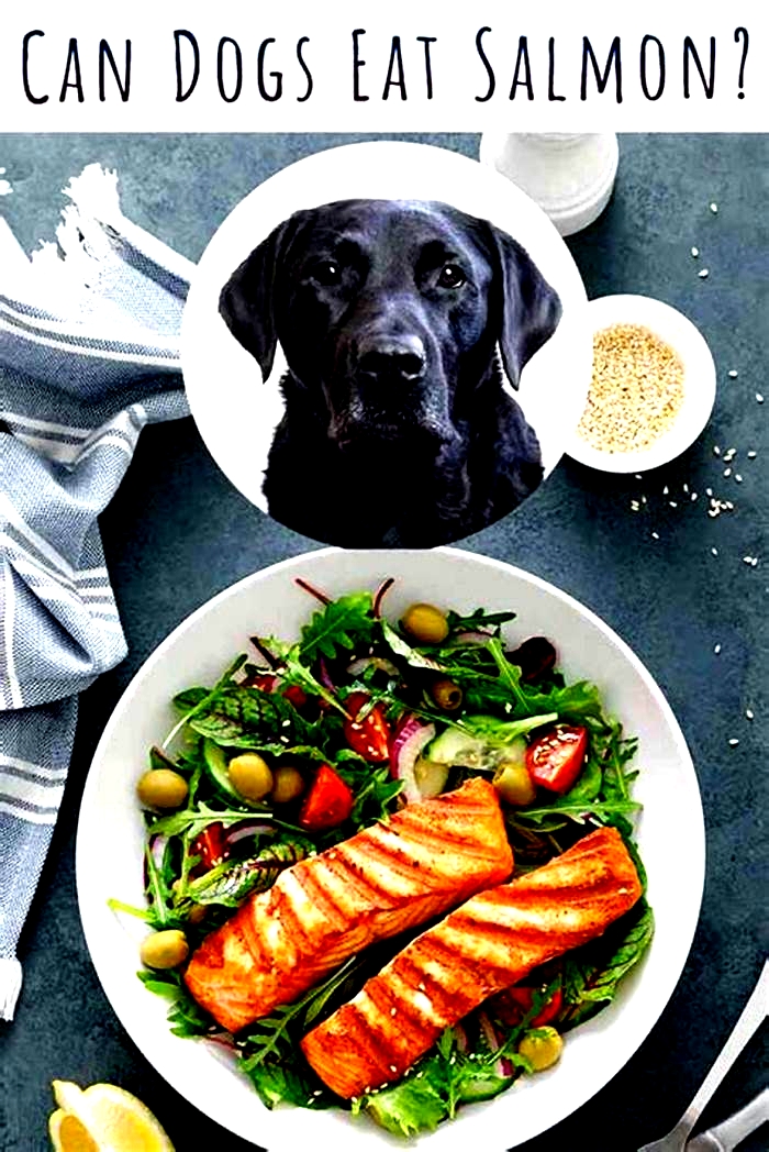 Enhancing Your Dog's Health with Salmon-Rich Diets