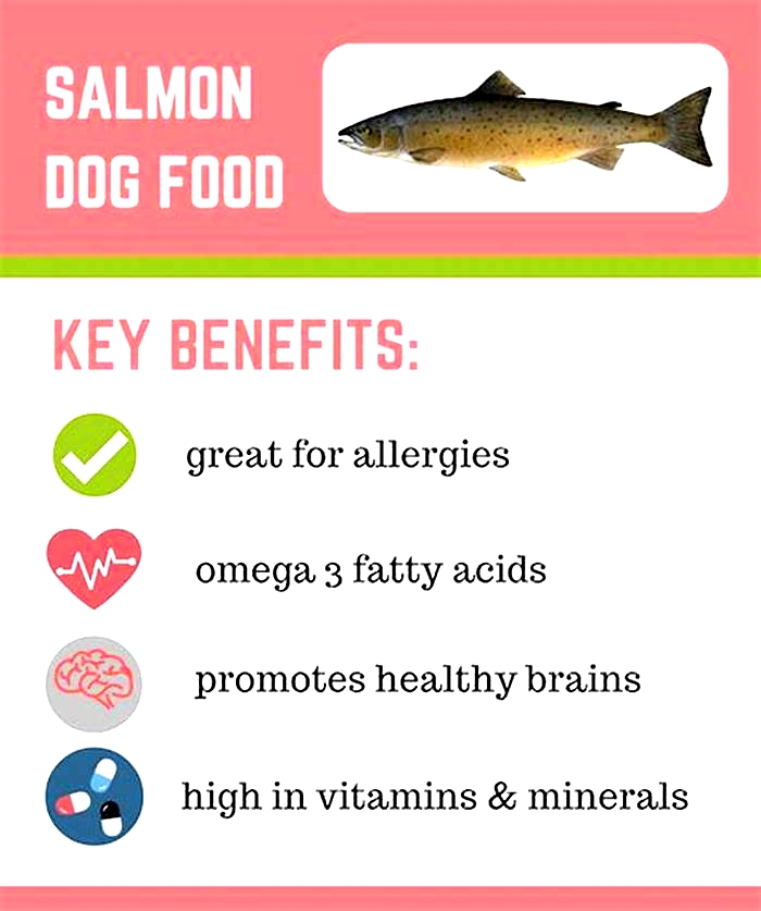 Exploring Fish Based Nutrition for Dogs Salmon Diets