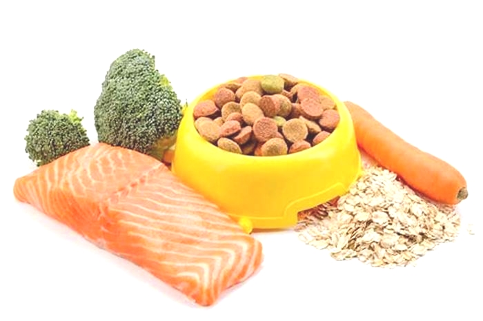 is salmon dry food good for dogs