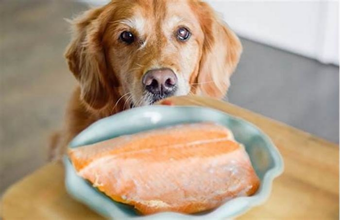 Nourishing Your Dog with the Nutrient-Rich Goodness of Salmon