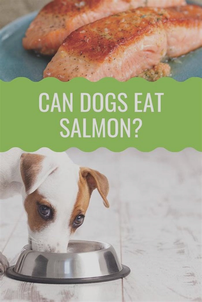 Promoting Canine Health and Longevity with Salmon Meals