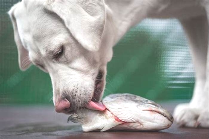 Salmon: A Nutrient-Packed Addition to Your Dog's Diet