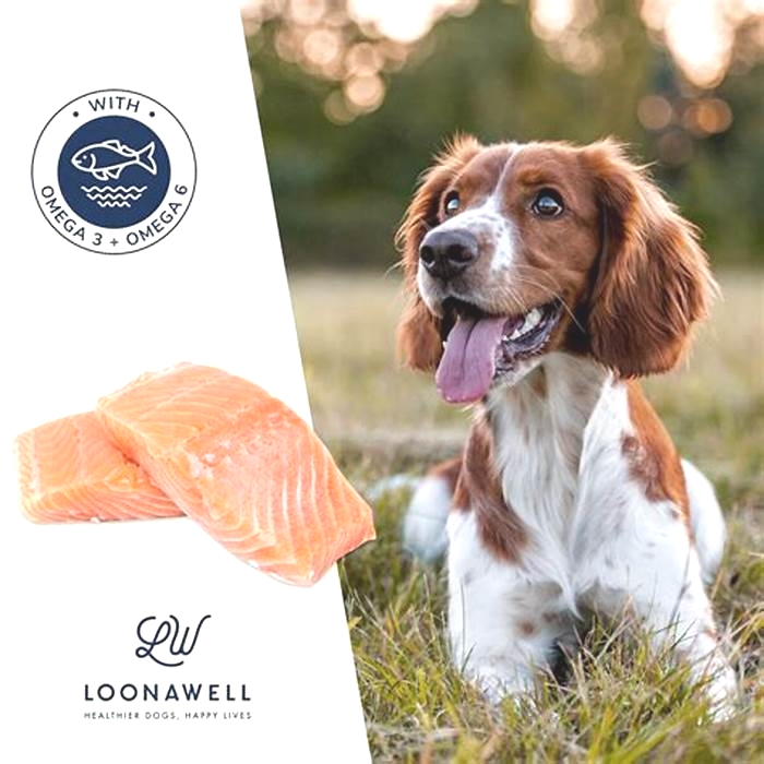 Salmon: The Key Ingredient for Healthy and Happy Dogs