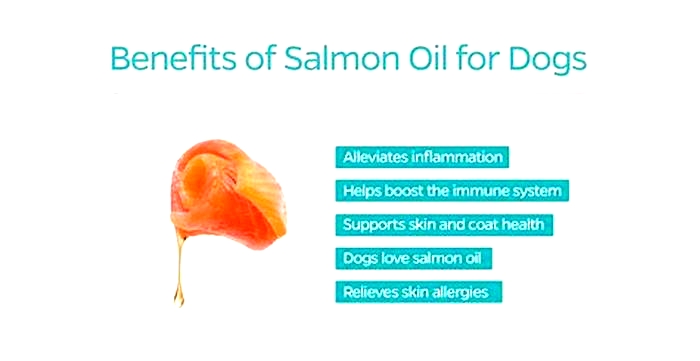 salmon dog food benefits