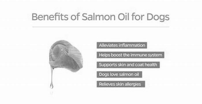 should you add salmon oil to dog food