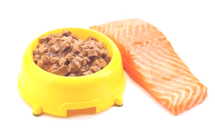 Supporting Your Dog s Wellness with Salmon Infused Meals