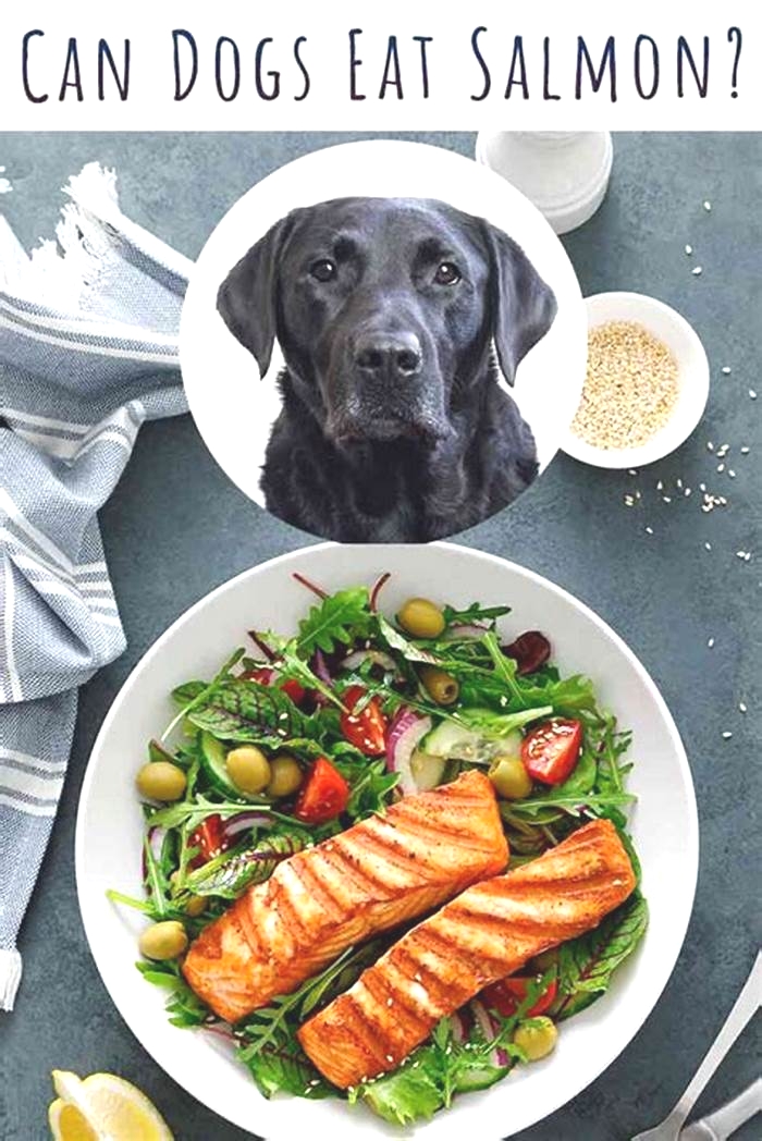 The Advantages of Including Salmon in Your Dog's Diet