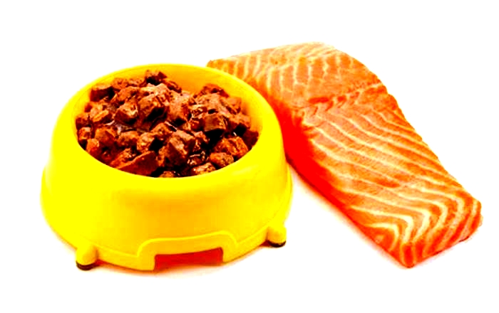 The Benefits of Incorporating Salmon into Your Dog's Meals