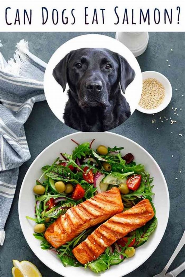 The Importance of Including Salmon in Your Dog's Balanced Diet