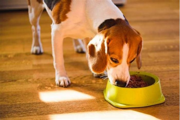 The Importance of Wet Food in Your Dog s Diet Forthglade Insights