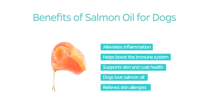 The Nutritional Benefits of Salmon for Dogs of All Ages