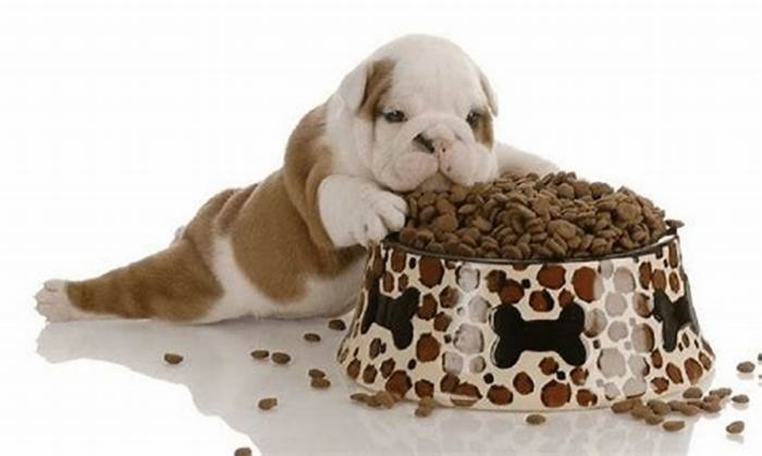 the best dog food for puppies