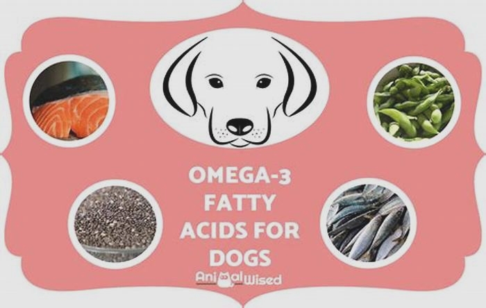 Understanding the Benefits of Omega-3-Rich Salmon for Dogs