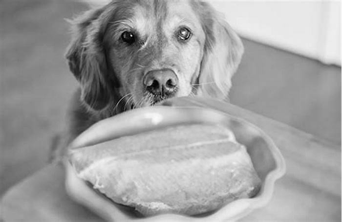 Unlocking the Power of Salmon in Your Dog s Diet