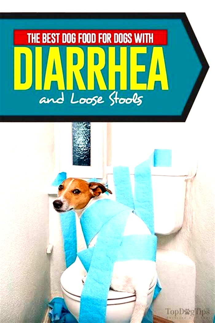 wet or dry food for dogs with diarrhea