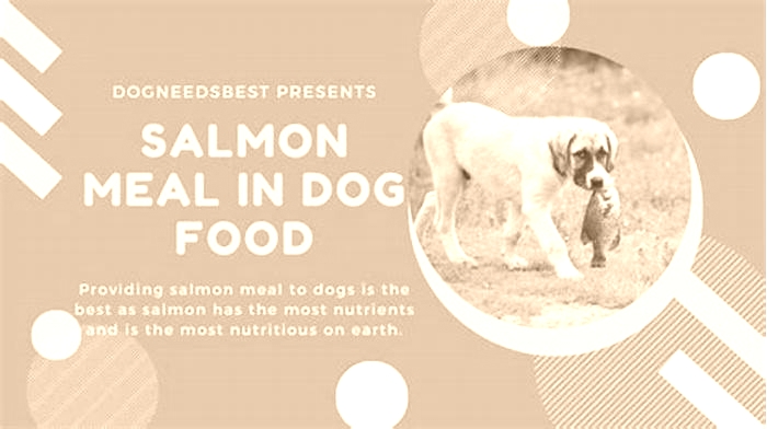 what is salmon meal in dog food