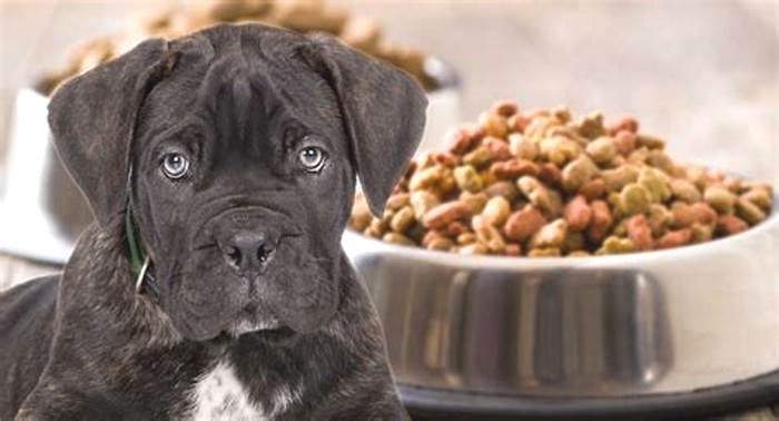 what is the best dog food for cane corso puppies