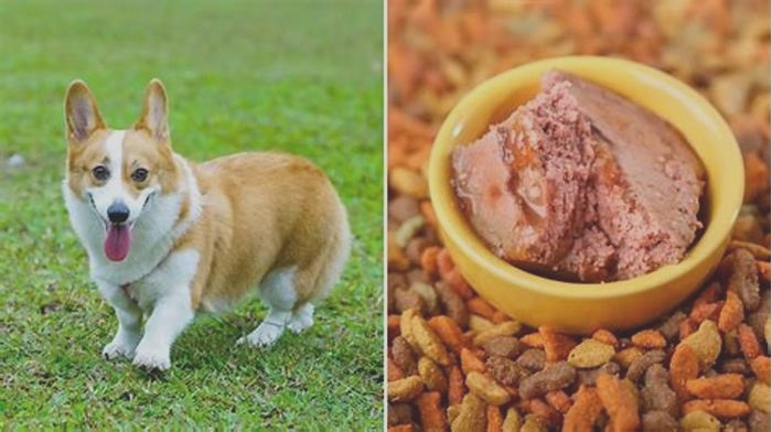 what is the best dog food for corgi puppies