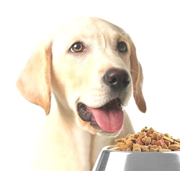 what is the best dog food for lab puppies