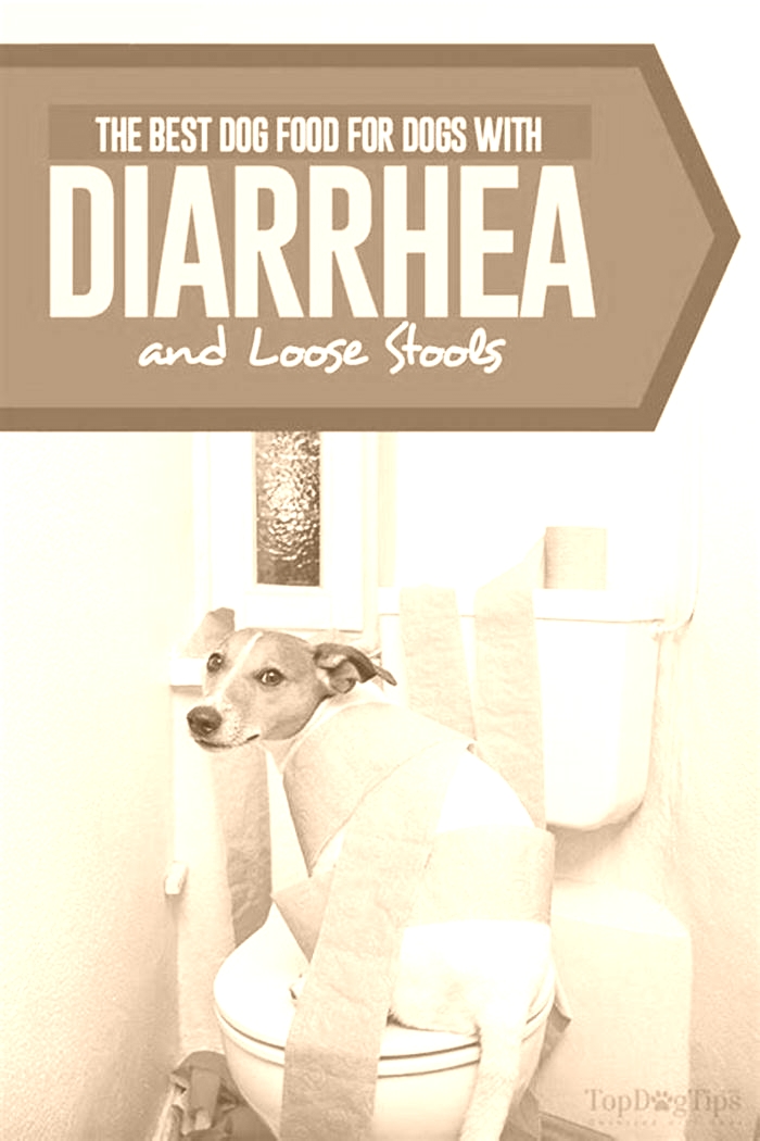 what is the best dog food for puppies with diarrhea