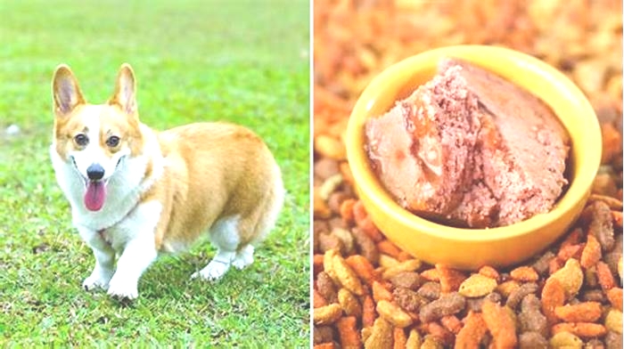 what kind of dog food is best for corgi puppies