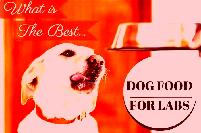 what kind of dog food is best for labrador puppies