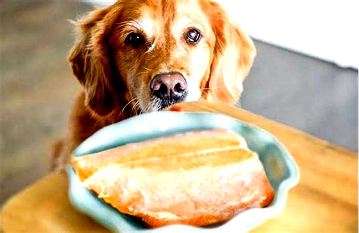 Why Salmon is the Perfect Addition to Your Dog s Balanced Diet